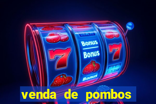 venda de pombos correios olx